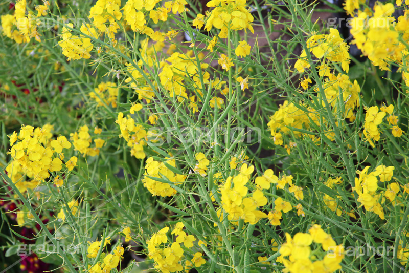 菜の花,なのはな,菜の花畑,菜,花,お花,フラワー,はな,花畑,キレイ,きれい,綺麗,満開,咲,咲いた,さいた,黄色,アブラナ,あぶらな,アブラナ科,セイヨウアブラナ,春,spring,flower