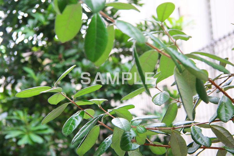 植物,葉,葉っぱ,はっぱ,自然,leaf,natural