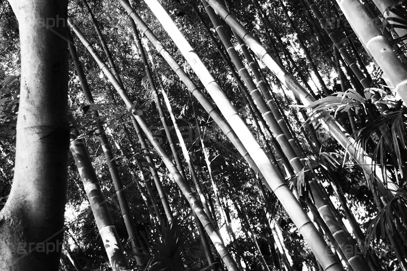 和(モノクロ),モノクロ,白黒,しろくろ,モノクローム,単色画,単彩画,単色