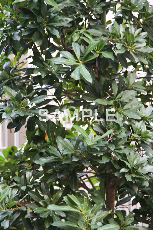 植物,草木,葉,葉っぱ,はっぱ,自然,leaf,natural