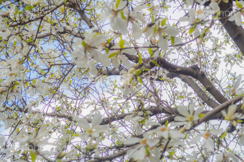こぶしの花,コブシ,モクレン科,花,はな,フラワー,flower,spring,春,早春,白い花,辛夷,木蓮,木,満開