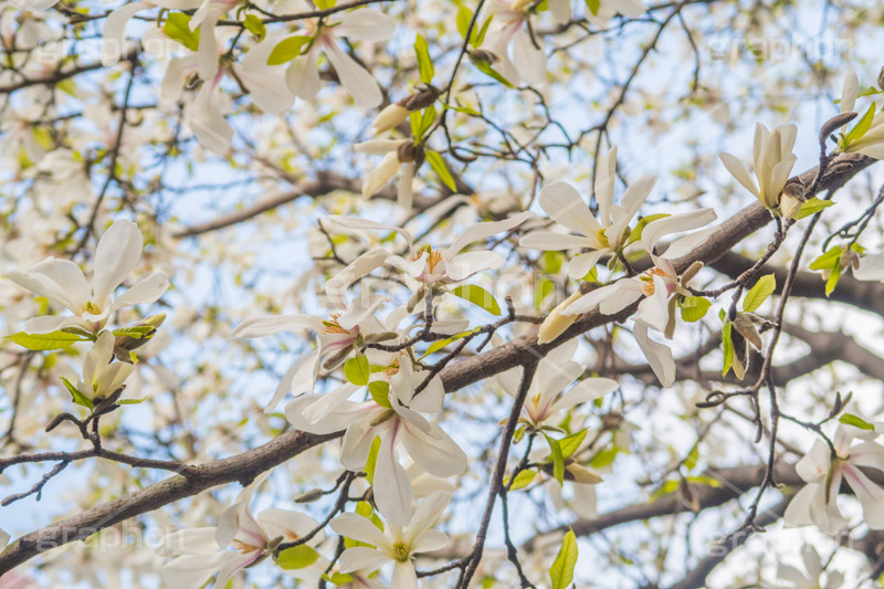 こぶしの花 グラフォン無料素材