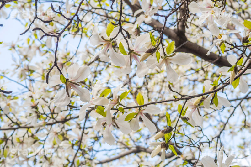 こぶしの花,コブシ,モクレン科,花,はな,フラワー,flower,spring,春,早春,白い花,辛夷,木蓮,木,満開