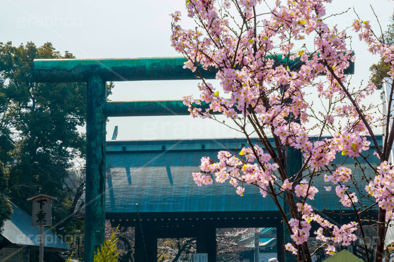 桜開花の始まった靖国神社,靖国神社,靖国,政治,神社,shrine,japan,開花,サクラ,さくら,桜,参拝,お参り,千代田区,九段下,境内,さくらまつり,blossom