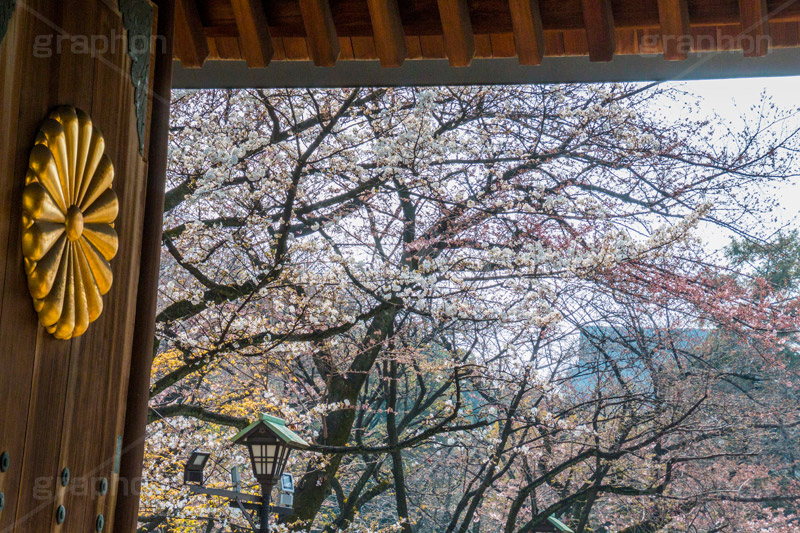 桜開花の始まった靖国神社,靖国神社,靖国,政治,神社,shrine,japan,開花,サクラ,さくら,桜,参拝,お参り,千代田区,九段下,境内,さくらまつり,blossom