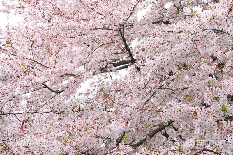 ソメイヨシノ,そめいよしの,さくら,桜,サクラ,桜まつり,花見,お花見,花,お花,フラワー,はな,flower,花より団子,綺麗,きれい,キレイ,満開,咲,春,blossom,japan