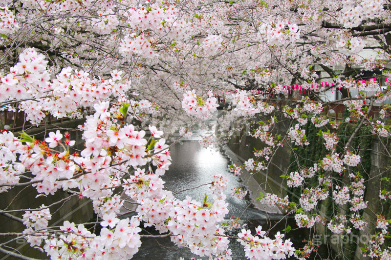 目黒川の桜,桜,ソメイヨシノ,そめいよしの,さくら,サクラ,桜まつり,花見,お花見,花,お花,フラワー,はな,flower,花より団子,綺麗,きれい,キレイ,満開,咲,春,blossom,japan,中目黒