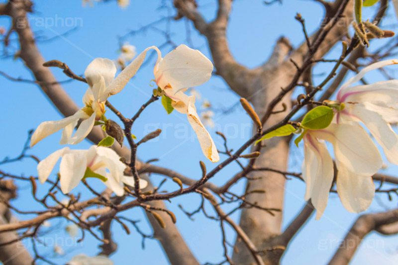 見頃を終えたこぶしの花,見頃,終わり,散る,こぶしの花,コブシ,モクレン科,花,はな,フラワー,flower,spring,春,早春,白い花,辛夷,木蓮,木,満開