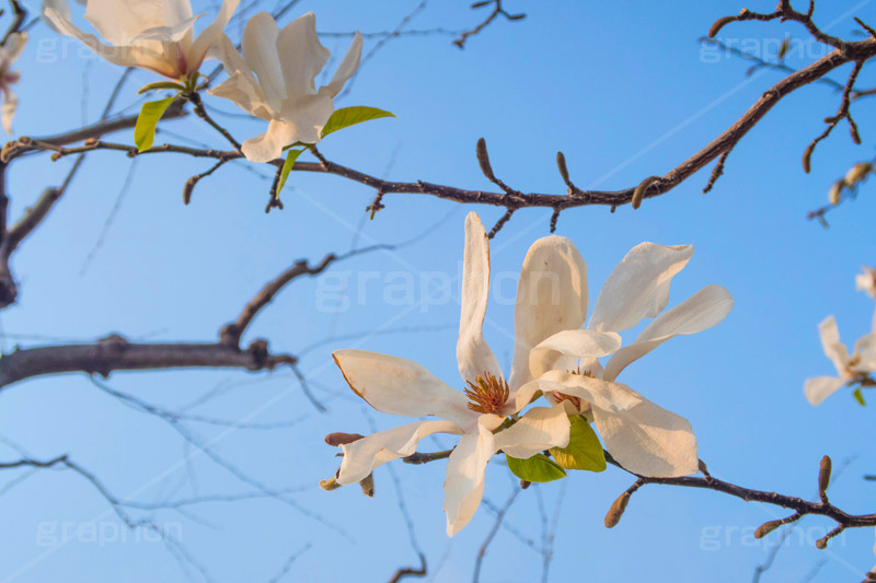 見頃を終えたこぶしの花,見頃,終わり,散る,こぶしの花,コブシ,モクレン科,花,はな,フラワー,flower,spring,春,早春,白い花,辛夷,木蓮,木,満開