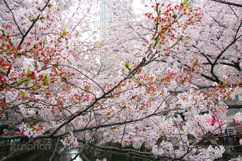 目黒川の桜,桜,ソメイヨシノ,そめいよしの,さくら,サクラ,桜まつり,花見,お花見,花,お花,フラワー,はな,flower,花より団子,綺麗,きれい,キレイ,満開,咲,春,blossom,japan,中目黒