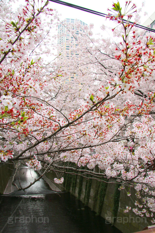 目黒川の桜,桜,ソメイヨシノ,そめいよしの,さくら,サクラ,桜まつり,花見,お花見,花,お花,フラワー,はな,flower,花より団子,綺麗,きれい,キレイ,満開,咲,春,blossom,japan,中目黒