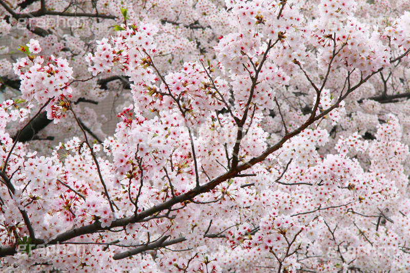 ソメイヨシノ,そめいよしの,さくら,桜,サクラ,桜まつり,花見,お花見,花,お花,フラワー,はな,flower,花より団子,綺麗,きれい,キレイ,満開,咲,春,blossom,japan