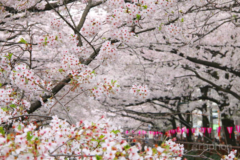 目黒川の桜,桜,ソメイヨシノ,そめいよしの,さくら,サクラ,桜まつり,花見,お花見,花,お花,フラワー,はな,flower,花より団子,綺麗,きれい,キレイ,満開,咲,春,blossom,japan,中目黒