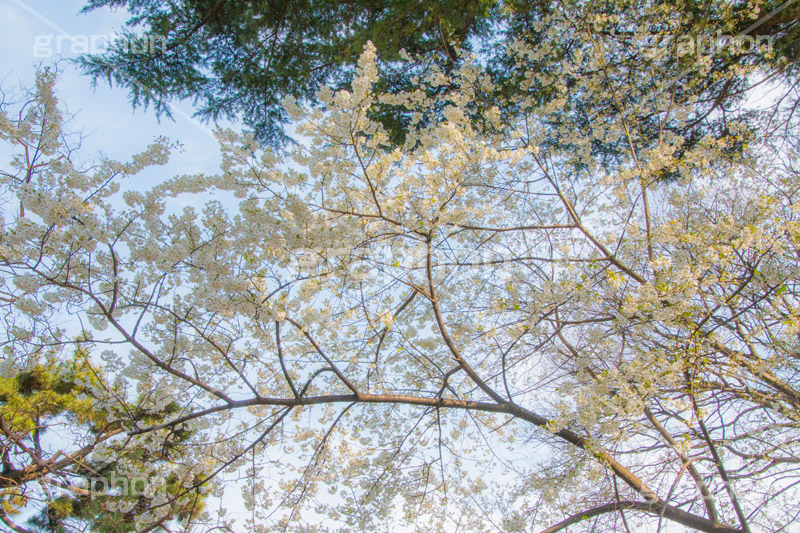満開のヤマザクラ,白い桜,ヤマザクラ,桜,さくら,サクラ,花見,お花見,花,お花,フラワー,はな,flower,花より団子,綺麗,きれい,キレイ,満開,咲,春,blossom,japan