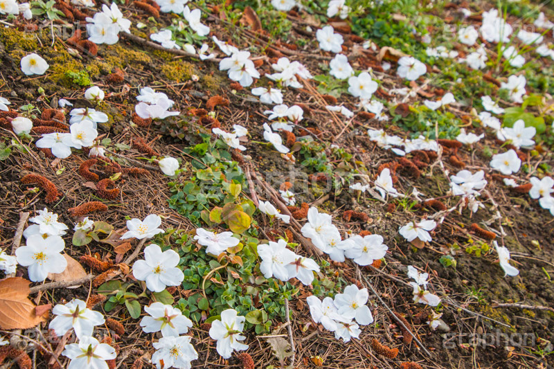 散りゆくヤマザクラ,花びら,はなびら,花弁,散る,白い桜,ヤマザクラ,桜,さくら,サクラ,花見,お花見,花,お花,フラワー,はな,flower,花より団子,綺麗,きれい,キレイ,満開,咲,春,blossom,japan