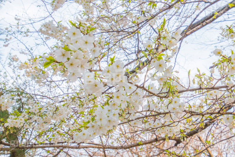 満開のヤマザクラ,白い桜,ヤマザクラ,桜,さくら,サクラ,花見,お花見,花,お花,フラワー,はな,flower,花より団子,綺麗,きれい,キレイ,満開,咲,春,blossom,japan