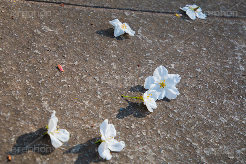 ヤマザクラの花びら,花びら,はなびら,花弁,散る,白い桜,ヤマザクラ,桜,さくら,サクラ,花見,お花見,花,お花,フラワー,はな,flower,花より団子,綺麗,きれい,キレイ,満開,咲,春,blossom,japan