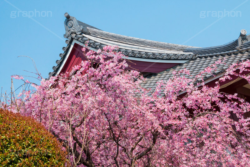 増上寺の桜,増上寺,芝公園,浄土宗,寺院,寺,参拝,重要文化財,文化財,港区,桜,さくら,サクラ,花見,お花見,花,お花,フラワー,はな,flower,綺麗,きれい,キレイ,満開,咲,春,blossom,japan,temple