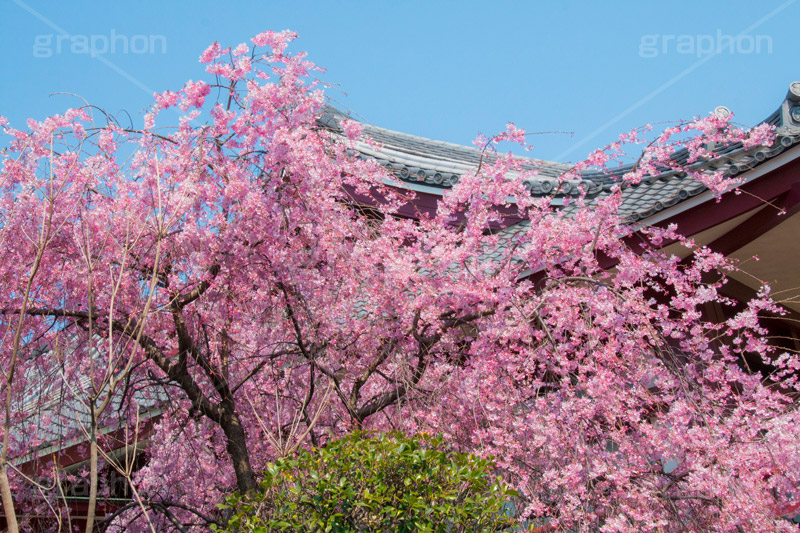 増上寺の桜,増上寺,芝公園,浄土宗,寺院,寺,参拝,重要文化財,文化財,港区,桜,さくら,サクラ,花見,お花見,花,お花,フラワー,はな,flower,綺麗,きれい,キレイ,満開,咲,春,blossom,japan,temple