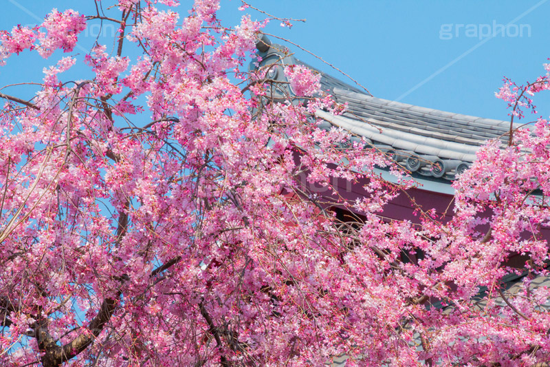 増上寺の桜,増上寺,芝公園,浄土宗,寺院,寺,参拝,重要文化財,文化財,港区,桜,さくら,サクラ,花見,お花見,花,お花,フラワー,はな,flower,綺麗,きれい,キレイ,満開,咲,春,blossom,japan,temple