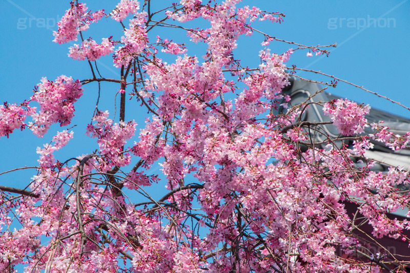 増上寺の桜,増上寺,芝公園,浄土宗,寺院,寺,参拝,重要文化財,文化財,港区,桜,さくら,サクラ,花見,お花見,花,お花,フラワー,はな,flower,綺麗,きれい,キレイ,満開,咲,春,blossom,japan,temple