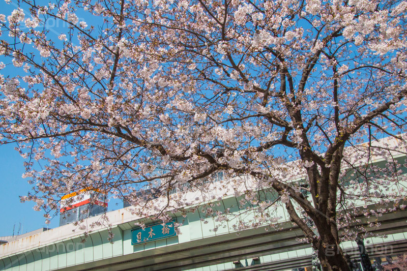 日本橋の桜,日本橋,橋,桜,さくら,サクラ,花見,お花見,花,お花,フラワー,はな,flower,綺麗,きれい,キレイ,満開,咲,春,blossom,japan,中央区