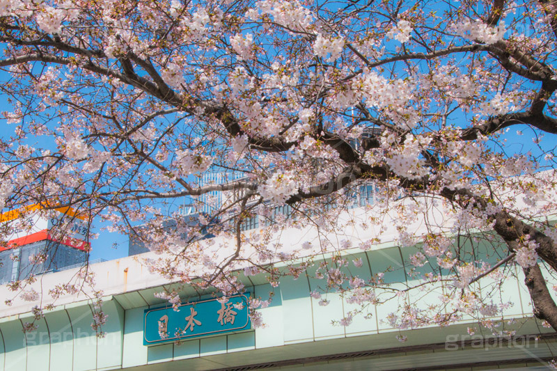 日本橋の桜,日本橋,橋,桜,さくら,サクラ,花見,お花見,花,お花,フラワー,はな,flower,綺麗,きれい,キレイ,満開,咲,春,blossom,japan,中央区
