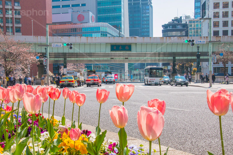 春の日本橋,春,チューリップ,花壇,日本橋,桜,さくら,サクラ,花,お花,フラワー,はな,flower,綺麗,きれい,キレイ,満開,咲,春,japan,tulip,中央区