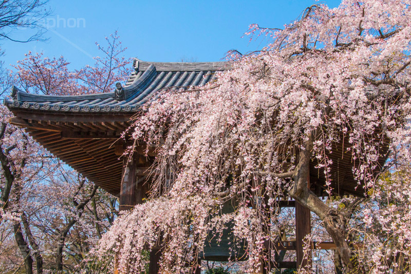 増上寺の枝垂桜,増上寺,寺,枝垂桜,枝垂れ,桜,さくら,サクラ,花見,お花見,境内,行事,花,お花,フラワー,はな,flower,花まつり,祭り,まつり,綺麗,きれい,キレイ,満開,咲,春,芝公園,港区,blossom,japan,temple