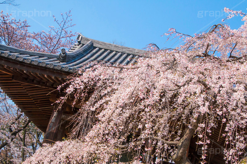 増上寺の枝垂桜,増上寺,寺,枝垂桜,枝垂れ,桜,さくら,サクラ,花見,お花見,境内,行事,花,お花,フラワー,はな,flower,花まつり,祭り,まつり,綺麗,きれい,キレイ,満開,咲,春,芝公園,港区,blossom,japan,temple