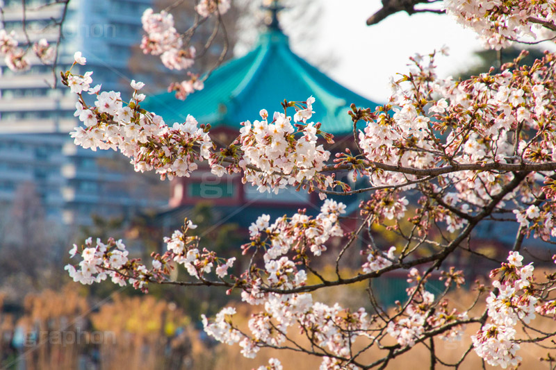 不忍池の桜,上野,上野公園,不忍池,池,上野恩賜公園,台東区,桜まつり,まつり,祭り,桜,さくら,サクラ,花見,お花見,花,お花,フラワー,はな,flower,綺麗,きれい,キレイ,満開,咲,春,blossom,japan,pond