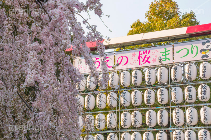 上野公園の枝垂桜,上野公園,上野恩賜公園,台東区,枝垂桜,枝垂れ,公園,入り口,桜まつり,まつり,祭り,桜,さくら,サクラ,花見,お花見,花,お花,フラワー,はな,flower,綺麗,きれい,キレイ,満開,咲,春,blossom,japan