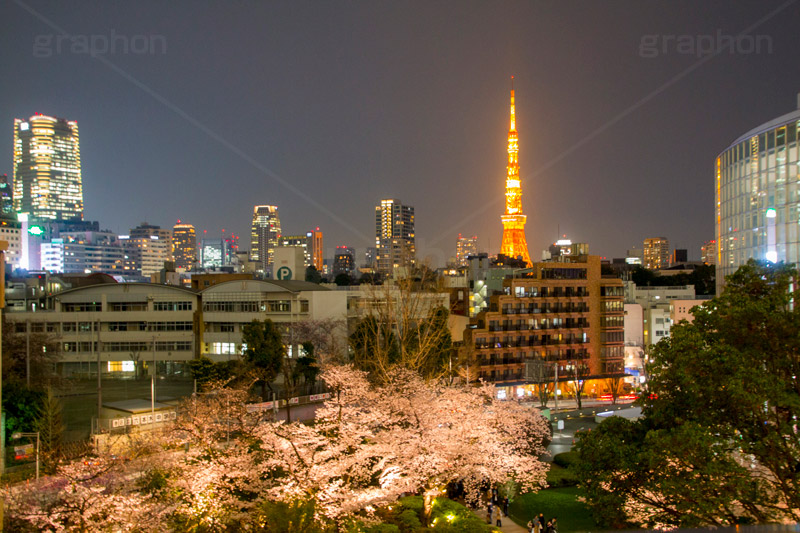 毛利庭園の桜ライトアップ,毛利庭園,庭,庭園,朝日テレビ,テレビ局,六本木,ヒルズ,六本木ヒルズ,Roppongi Hills,森ビル,森タワー,商業施設,複合施設,買い物,ショッピング,ライトアップ,桜,さくら,サクラ,花見,お花見,花,お花,フラワー,はな,flower,綺麗,きれい,キレイ,満開,咲,春,blossom,japan,shopping,夜景