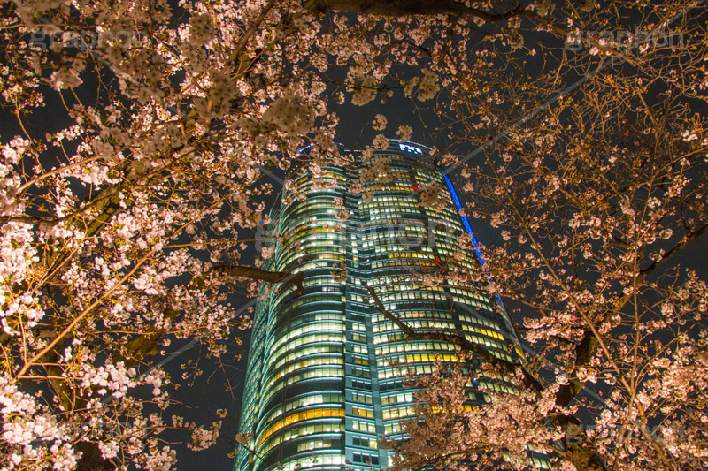 六本木ヒルズと桜,六本木,ヒルズ,六本木ヒルズ,Roppongi Hills,森ビル,森タワー,商業施設,複合施設,買い物,ショッピング,ライトアップ,桜,さくら,サクラ,花見,お花見,花,お花,フラワー,はな,flower,綺麗,きれい,キレイ,満開,咲,春,blossom,japan,shopping,夜景