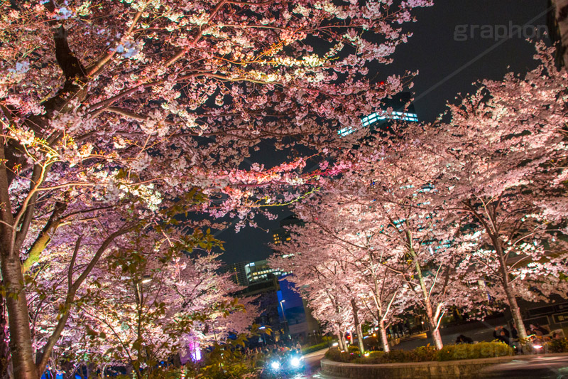 ミッドタウンの桜ライトアップ,ミッドタウン,Tokyo Midtown,赤坂,複合施設,ショッピング,買い物,六本木,ライトアップ,桜,さくら,サクラ,花見,お花見,花,お花,フラワー,はな,flower,綺麗,きれい,キレイ,満開,咲,春,blossom,japan,shopping