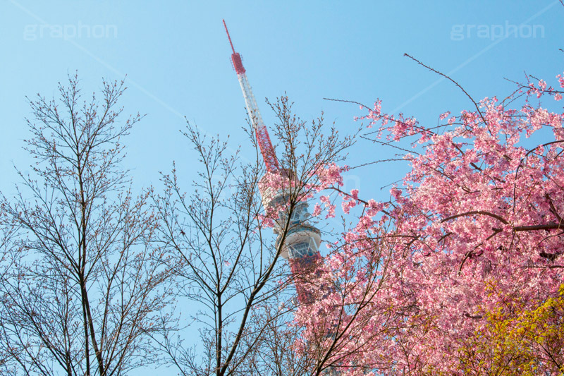 東京タワーと桜,桜,さくら,サクラ,花見,お花見,花,お花,フラワー,はな,flower,綺麗,きれい,キレイ,満開,咲,春,blossom,japan,東京タワー,タワー,塔,日本電波塔,とうきょうタワー,Tokyo Tower,港区,東京のシンボル