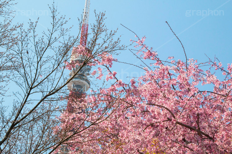 東京タワーと桜,桜,さくら,サクラ,花見,お花見,花,お花,フラワー,はな,flower,綺麗,きれい,キレイ,満開,咲,春,blossom,japan,東京タワー,タワー,塔,日本電波塔,とうきょうタワー,Tokyo Tower,港区,東京のシンボル