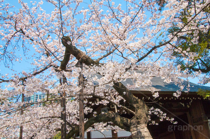 満開の標本木,標本木,基準,観測,東京,ソメイヨシノ,靖国神社,靖国,政治,神社,shrine,japan,開花,サクラ,さくら,桜,参拝,お参り,千代田区,九段下,境内,満開,さくらまつり,blossom