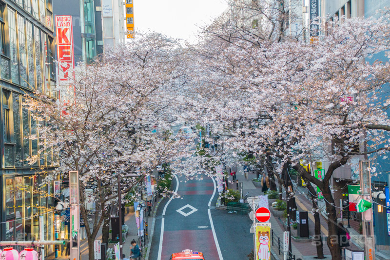 渋谷のさくら通り,さくら通り,通り,ソメイヨシノ,japan,サクラ,さくら,桜,渋谷,渋谷区,さくらまつり,祭り,まつり,坂,坂道,blossom,shibuya