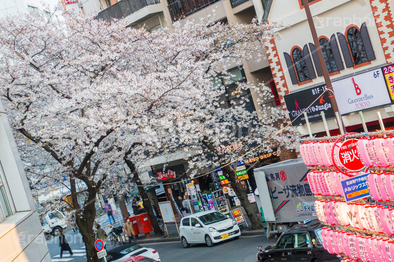 渋谷のさくら通り,さくら通り,通り,ソメイヨシノ,japan,サクラ,さくら,桜,渋谷,渋谷区,さくらまつり,祭り,まつり,坂,坂道,blossom,shibuya