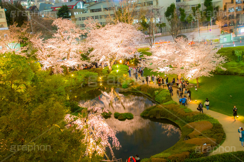 毛利庭園の桜ライトアップ,毛利庭園,庭,庭園,朝日テレビ,テレビ局,六本木,ヒルズ,六本木ヒルズ,Roppongi Hills,森ビル,森タワー,商業施設,複合施設,買い物,ショッピング,ライトアップ,桜,さくら,サクラ,花見,お花見,花,お花,フラワー,はな,flower,綺麗,きれい,キレイ,満開,咲,春,blossom,japan,shopping