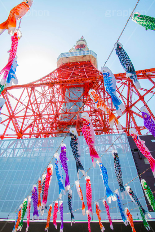東京タワーと鯉のぼり,こいのぼり,鯉のぼり,5月5日,端午,節句,供物,こどもの日,子供の日,こども,子供,男の子,東京タワー,とうきょうタワー,Tokyo Tower,event,kids,港区,和,文化,japan,風習,行事,なびく