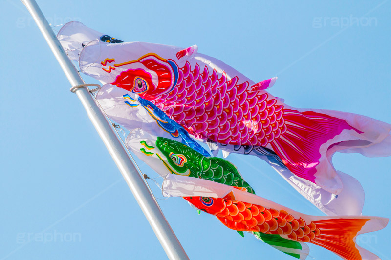 青空を泳ぐ鯉のぼり,こいのぼり,鯉のぼり,5月5日,端午,節句,供物,こどもの日,子供の日,こども,子供,男の子,東京タワー,とうきょうタワー,Tokyo Tower,event,kids,港区,和,文化,japan,風習,行事,なびく
