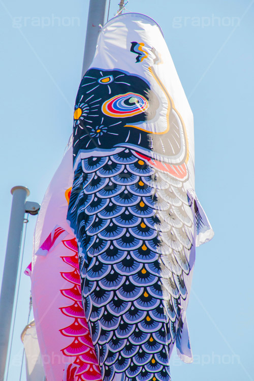 青空を泳ぐ鯉のぼり,こいのぼり,鯉のぼり,5月5日,端午,節句,供物,こどもの日,子供の日,こども,子供,男の子,東京タワー,とうきょうタワー,Tokyo Tower,event,kids,港区,和,文化,japan,風習,行事,なびく