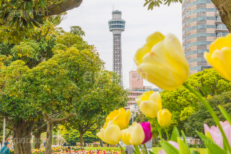 横浜マリンタワーとチューリップ,チューリップ,花,フラワー,flower,tulip,花壇,タワー,マリンタワー,横浜港,シンボル,山下公園,灯台,恋人の聖地,横浜,みなとみらい,モニュメント,塔,神奈川県,ベイサイド
