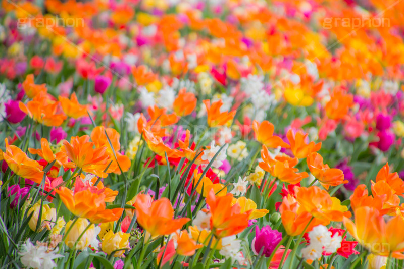 チューリップ,ちゅーりっぷ,チューリップ畑,花,お花,フラワー,はな,flower,花畑,キレイ,きれい,綺麗,満開,咲,咲いた,さいた,春,tulip,spring