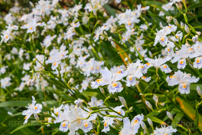 シャガ,しゃが,白紫花,著莪,春,花,お花,フラワー,アヤメ科,帰化植物,射干,ヒオウギアヤメ,射干,やかん,胡蝶花,flower,spring