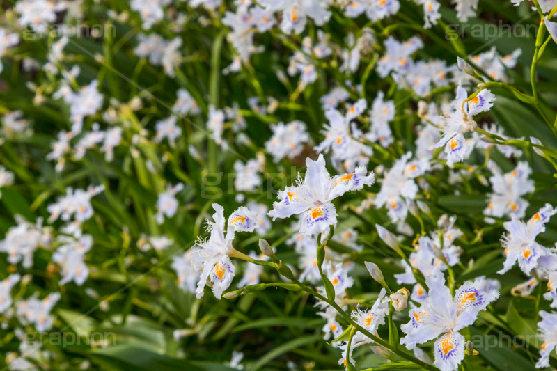 シャガ,しゃが,白紫花,著莪,春,花,お花,フラワー,アヤメ科,帰化植物,射干,ヒオウギアヤメ,射干,やかん,胡蝶花,flower,spring