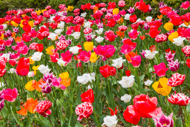 チューリップ,ちゅーりっぷ,チューリップ畑,花,お花,フラワー,はな,flower,花畑,キレイ,きれい,綺麗,満開,咲,咲いた,さいた,春,tulip,spring