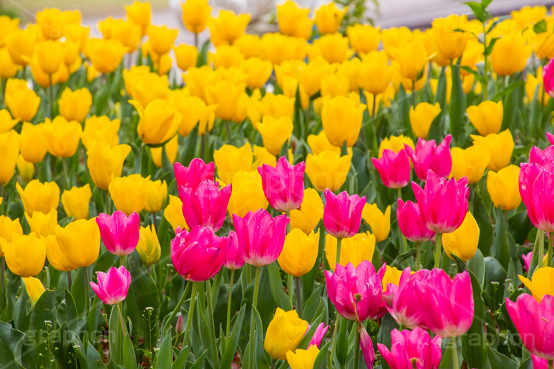 チューリップ,ちゅーりっぷ,チューリップ畑,花,お花,フラワー,はな,flower,花畑,キレイ,きれい,綺麗,満開,咲,咲いた,さいた,春,tulip,spring